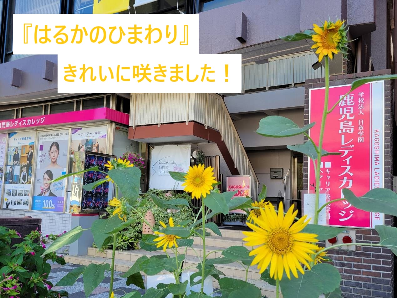 『はるかのひまわり』　今年もきれいに咲きました！